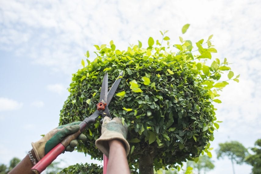 Hands with garden shears