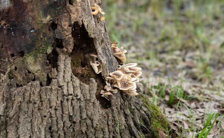 dying tree trunk