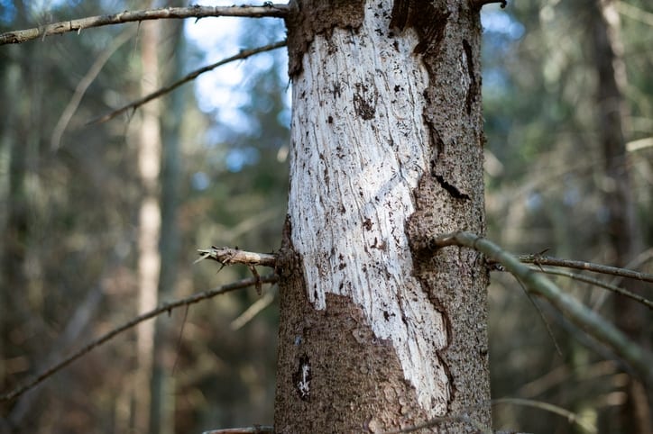 tree attacked by bark beetle
