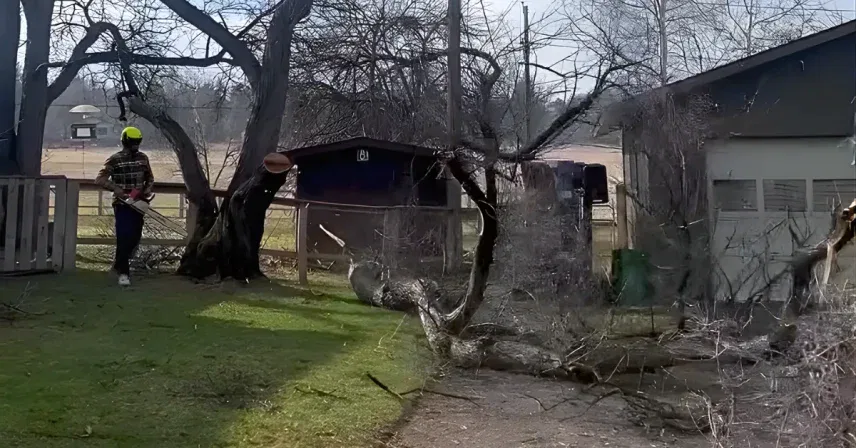 An arborist is inspecting a tree with dead branches and discolored leaves.