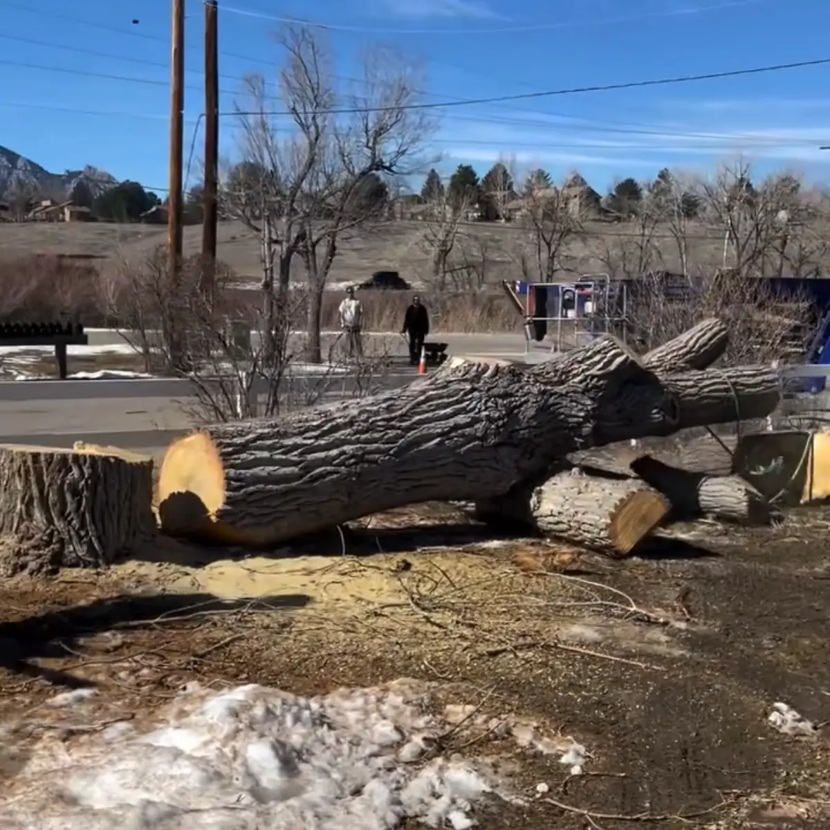 Tree Service in Johnstown, CO
