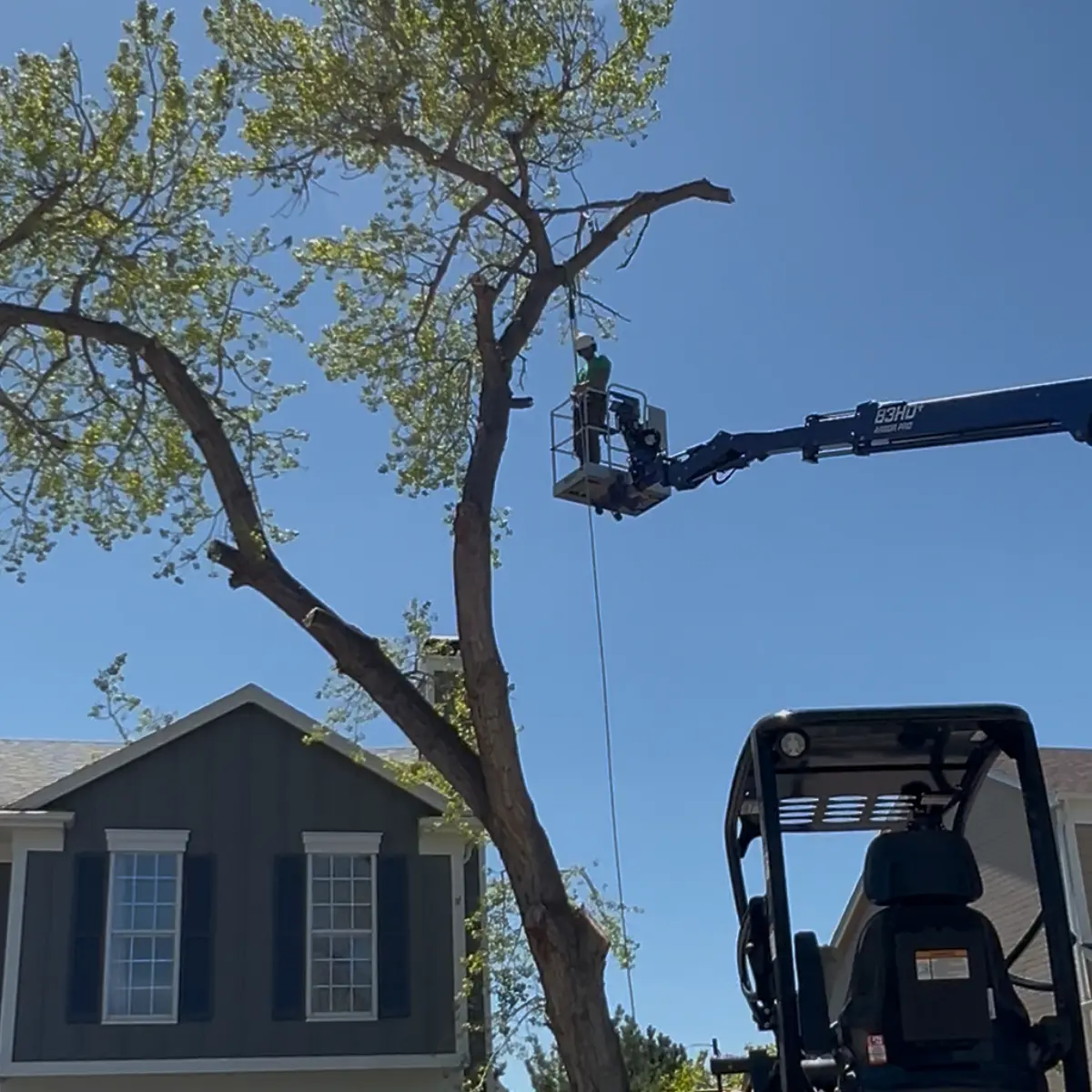 niwot tree service