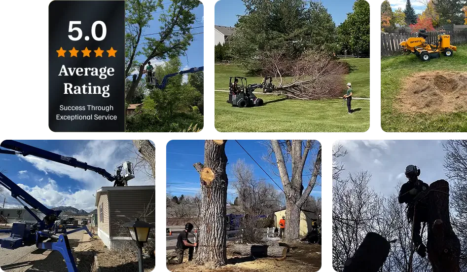 About Tree Service in Boulder, CO​