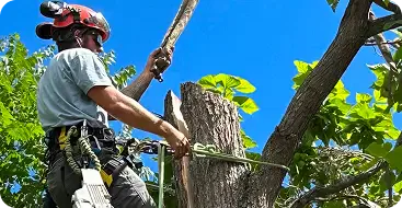 Tree Removal