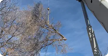 Tree Trimming and Pruning