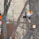 Tree Cabling and Structural Support