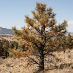 A close-up photograph of a medium-sized Ponderosa Pine tree showing significant signs of drought stress, set against a backdrop of a arid, brushy hillside near Boulder, Colorado, during a late afternoon. The pine, roughly 20 feet tall, displays yellowed and rust-brown needles predominantly on its inner and lower branches, contrasting sharply with the few clusters of healthy, dull green needles remaining at the tips of the main limbs. The trunk is dark, fissured, and rugged. The immediate ground cover is sparse, consisting of dry, brittle grasses and sagebrush, emphasizing the dry conditions. In the background, rolling foothills typical of Boulder are covered in similarly stressed ponderosa pines and juniper, with patches of bare, dry soil and a clear, pale blue sky visible in the distance. The lighting is diffused, casting soft shadows, highlighting the texture of the damaged needles and bark. The image is a natural photograph, clearly focused on the tree's distressed appearance in its native environment.