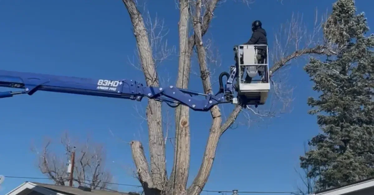 tree service erie co