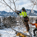 Winter tree pruning performed during dormancy in Boulder, Colorado