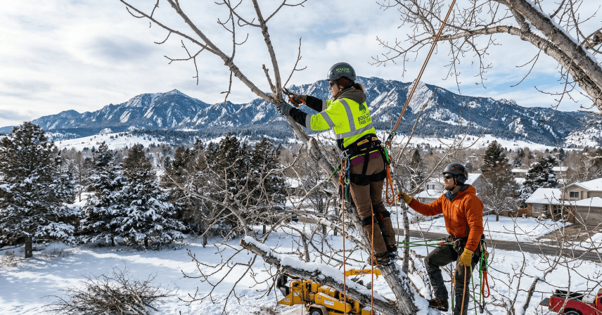 Winter tree pruning performed during dormancy in Boulder, Colorado