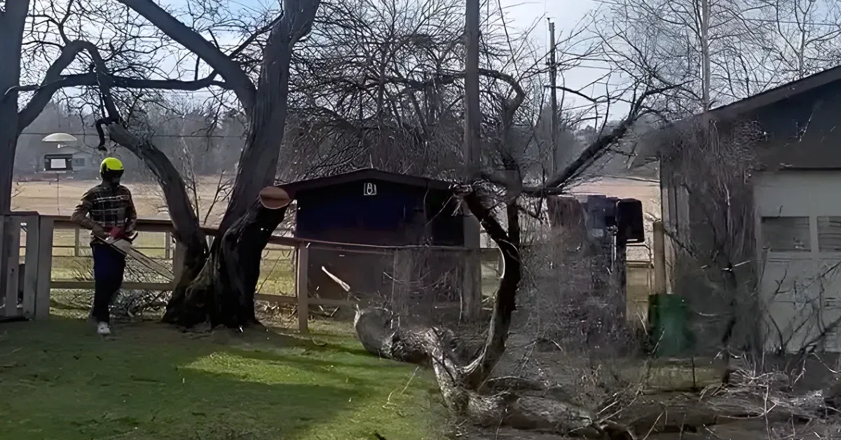 Professional tree removal team safely lowering branches in Eldorado Springs, CO