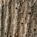 D-shaped emerald ash borer exit holes on Lafayette ash tree