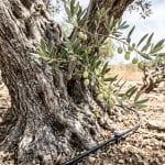 drought-tolerant-trees-colorado-boulder-county