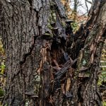10 Signs Your Tree Is a Hazard Before the High Winds Hit