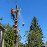 Professional tree removal at a residential property in Lafayette, Colorado