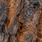 Reddish Ips beetle boring dust on Lafayette ponderosa pine bark
