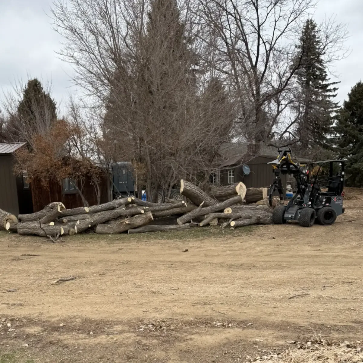 Tree Service in Lyons, CO