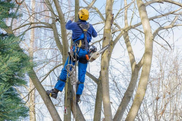 3 Simple Tips for Choosing a Tree Service