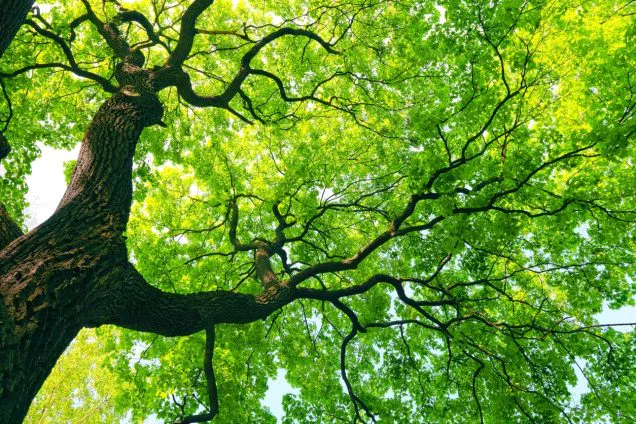 Why Are My Trees Shedding Leaves in the Middle of Summer?