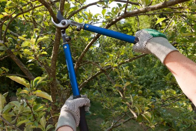 Good Reasons to Trim Your Trees