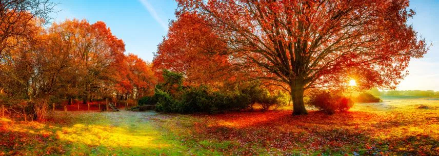 Landscape in autumn with big oak tree