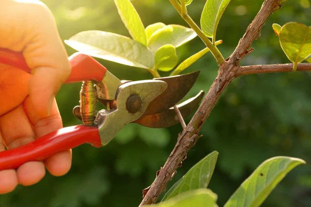 Trimming and Pruning Basics for Fruit Trees