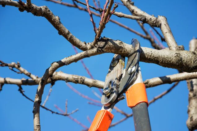 Use Regular Inspections and Maintenance to Prevent Tree Hazards