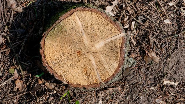 Avoid Costly Damages and Hazards From Delaying Stump Grinding