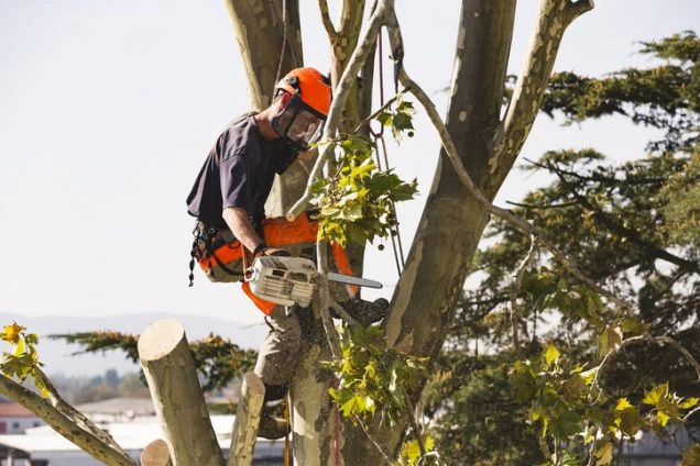 Reasons to Trim the Trees on Your Commercial Property This New Year