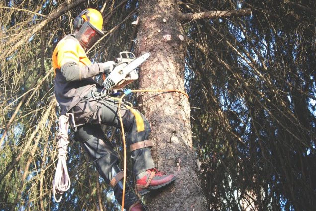 Follow These Essential Safety Practices for Tree Removal Equipment