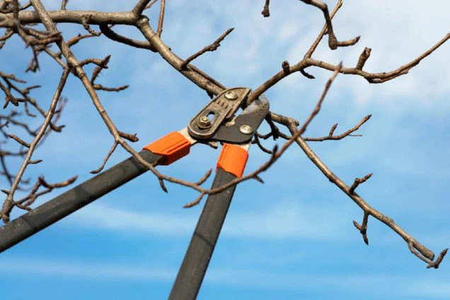 Skilled Arborists Can Help You Protect Your Trees in Spring