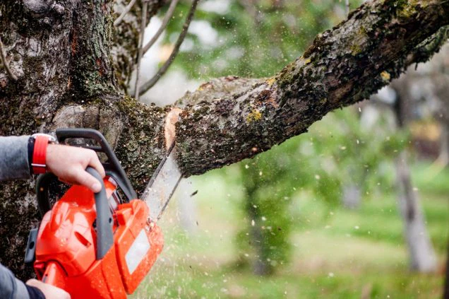 Tips for Removing Trees Without Stress This Summer