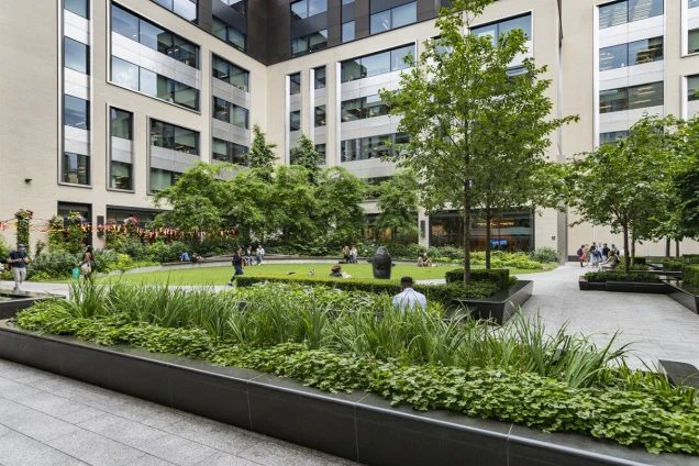 How to Successfully Plant Trees in Commercial Spaces