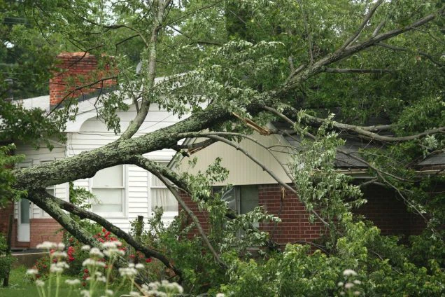 Protecting Your Property: When Professional Tree Services Should Step In
