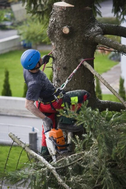 Save Money on Landscaping Maintenance With Professional Tree Removal