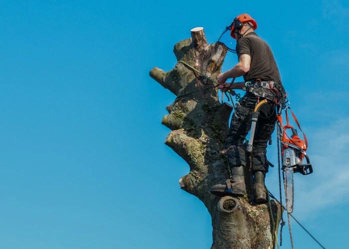 working at the top of a tree