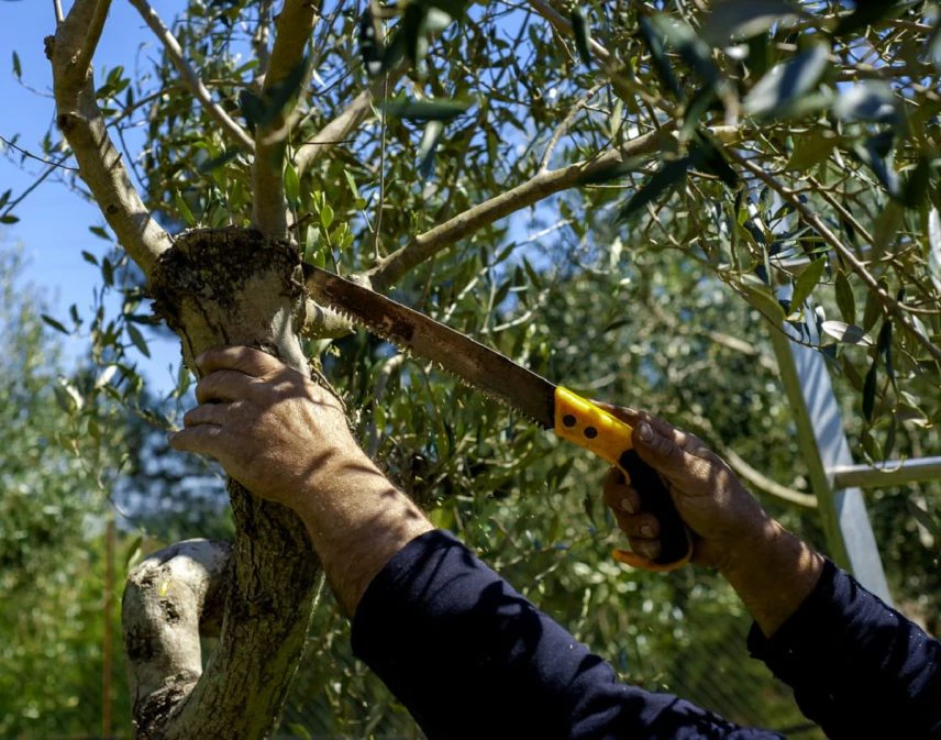 Pruning with pruning hand saws