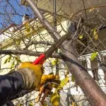 Branch pruning