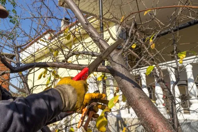 New Year Tree Care Tips for a Thriving Yard