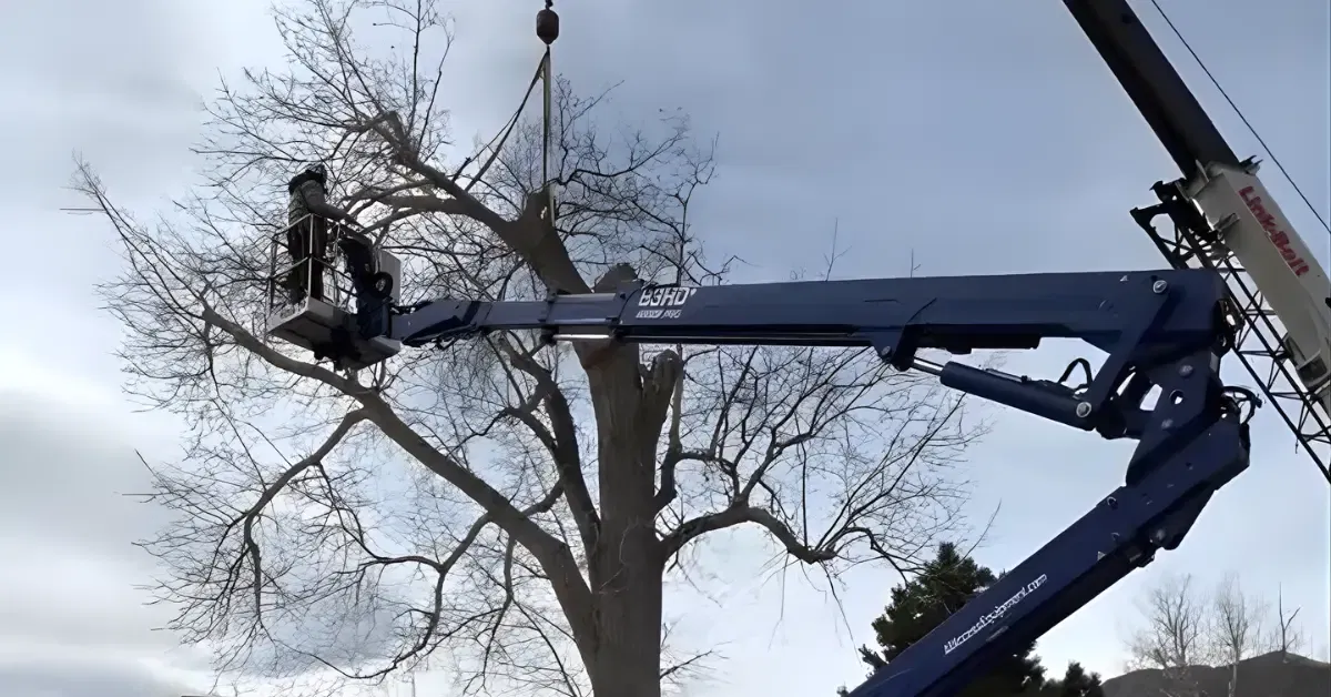 Crew performing safe tree removal in Lafayette, CO with crane and professional rigging