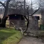 An arborist is inspecting a tree with dead branches and discolored leaves.