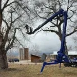 Roots Up Tree Company crew safely removing tree branches near a residential home in Lafayette, CO.