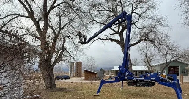 How Often Should You Trim Trees in Colorado’s Climate?