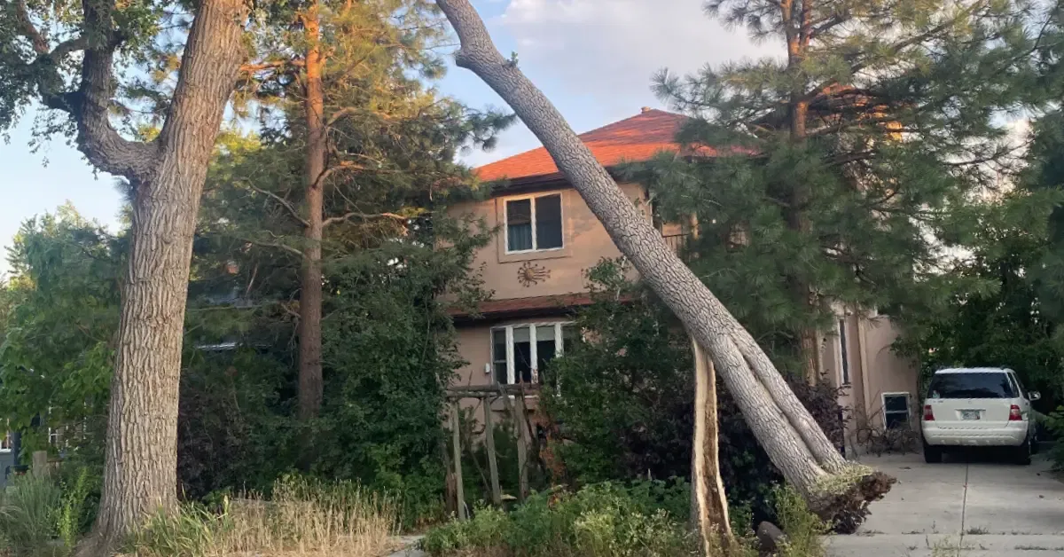 Emergency tree crew using a crane to remove a fallen tree from a house at night