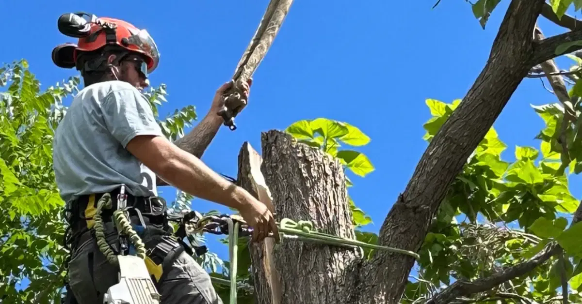 Arborist installing dynamic tree cabling system to support heavy branches
