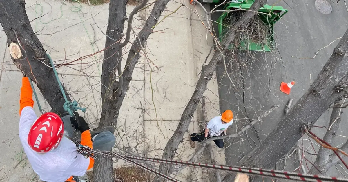 Roots Up Tree Company crew performing commercial tree maintenance at a business park in Boulder County, CO