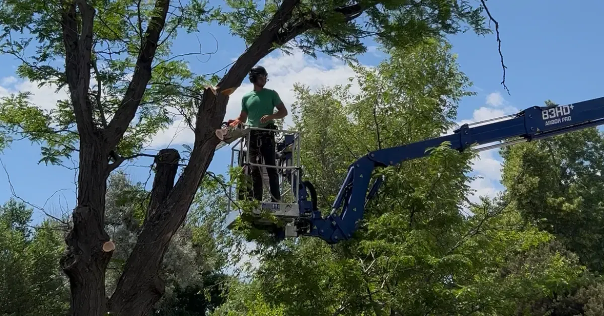 Certified arborist performing structural tree trimming in Lafayette, CO