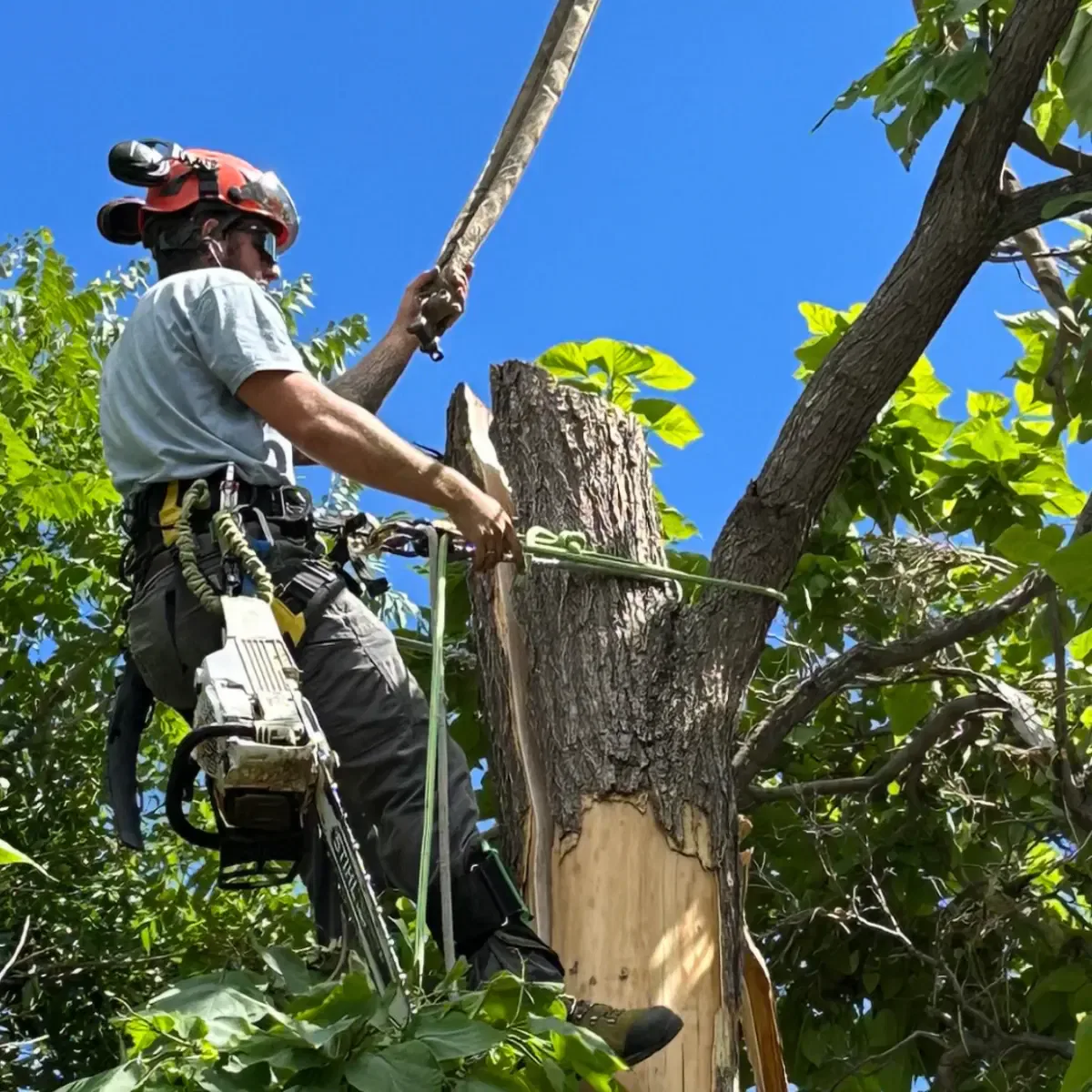 Professional tree trimming in Boulder Colorado residential yard