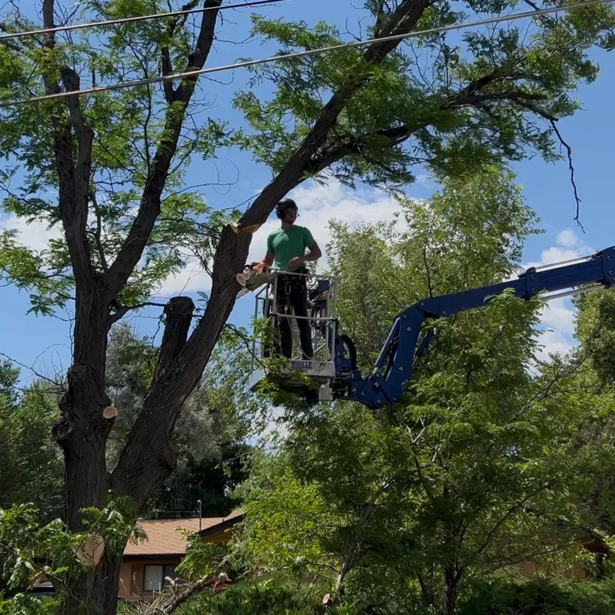 Roots Up Tree Company staff working on tree pruning