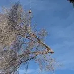 Tree Trimming and Pruning